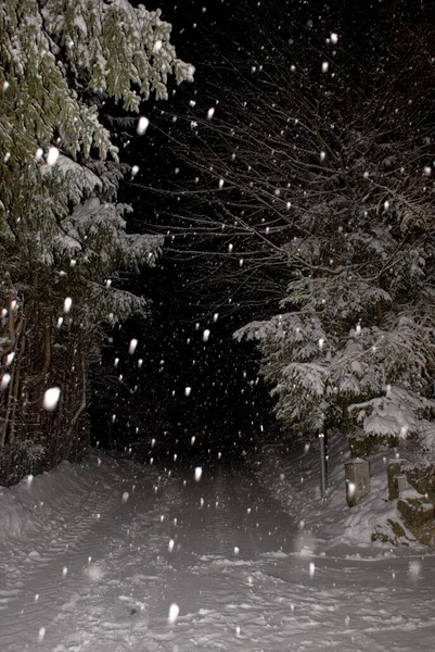 Karlı Bir Havada Karanlık Donmuş Ormanın Girişinin Dikey Görüntüsü — Stok fotoğraf