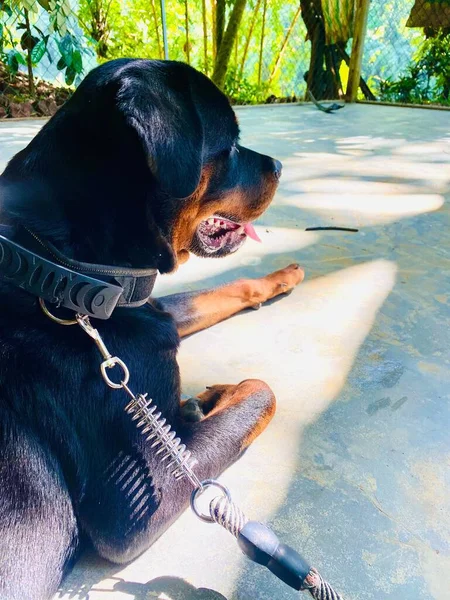 Vue Rapprochée Verticale Rottweiler Reposant Sous Lumière Soleil Pendant Est — Photo