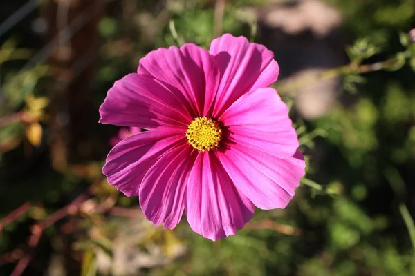 Ніжна Рожева Квітка Космосу Зеленим Листям Розмитим Сонячний День — стокове фото