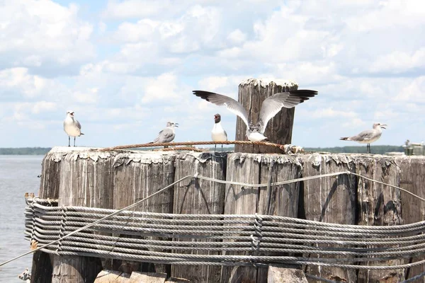Stado Mew Siedzących Drewnianym Molo Zachmurzonym Niebem Tle Chesapeake Bay — Zdjęcie stockowe
