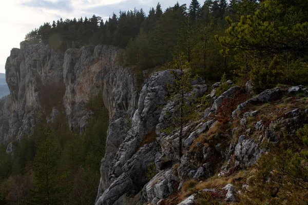绿松林覆盖着岩石山体的风景 — 图库照片