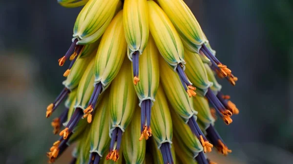 Primer Plano Del Aloe Africano Floreció Con Terciopelo Pétalos Amarillos — Foto de Stock