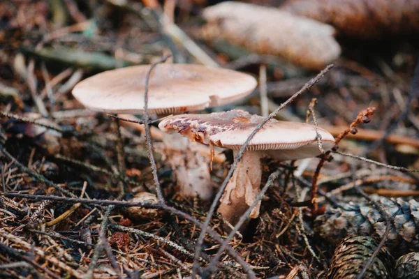 Nagy Látószögű Közelkép Halál Sapkája Gomba Erdőben — Stock Fotó