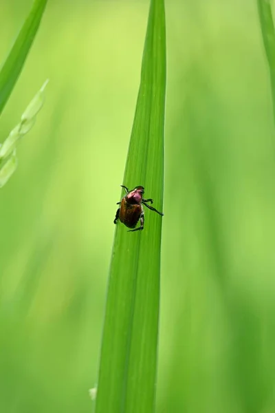 Primer Plano Vertical Escarabajo Japonés Sobre Una Hierba —  Fotos de Stock