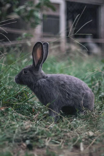 Bahçedeki Gri Tavşanın Güzel Bir Yakın Çekimi — Stok fotoğraf