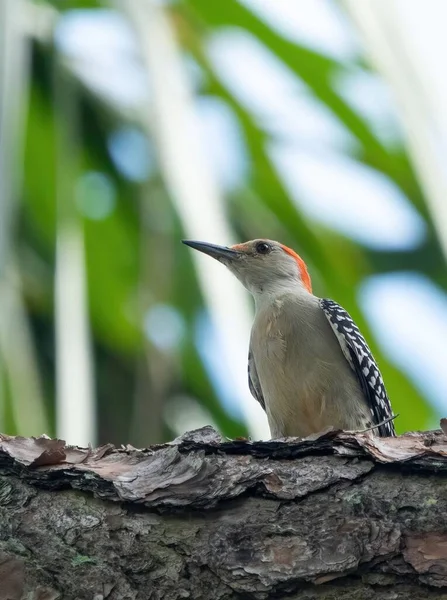 Ένα Κάθετο Πλάνο Του Red Belly Woodpecker Σκαρφαλωμένο Στο Κλαδί — Φωτογραφία Αρχείου