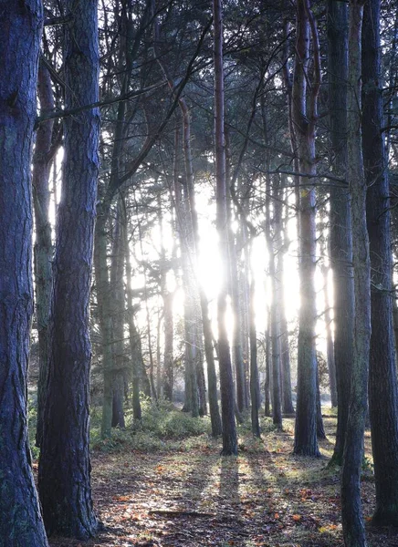 Uma Vertical Luz Solar Irradiando Através Árvores Sem Folhas Sutton — Fotografia de Stock