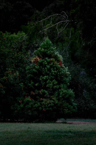 日中は暗く冷たい森の中の木の垂直ショット — ストック写真