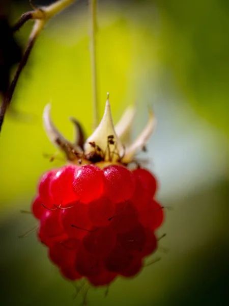 Una Macro Vertical Una Apetitosa Polana Roja Frambuesa Rubus Idaeus — Foto de Stock
