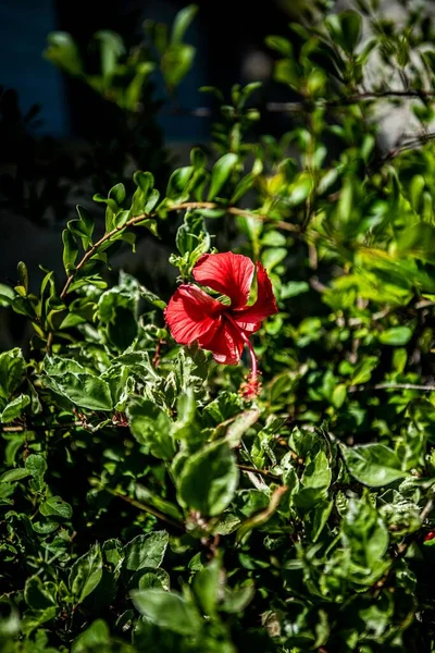 Ένα Κάθετο Κοντινό Πλάνο Από Ένα Κόκκινο Λουλούδι Ιβίσκου Μαυροπούλι — Φωτογραφία Αρχείου