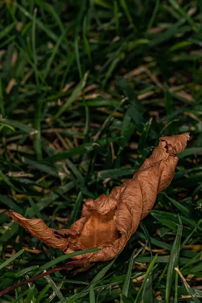 在草地上的干落叶的特写 — 图库照片