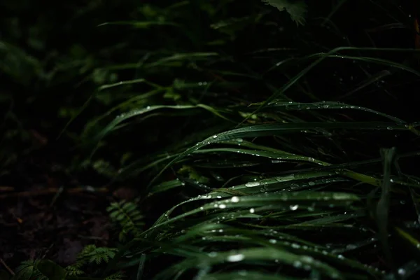 植物の葉に水の塊が落ちる — ストック写真