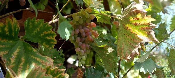 Een Panoramisch Shot Van Rijpe Druiven Wijnstokken Een Wijngaard — Stockfoto