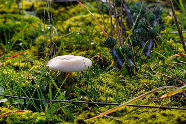 Cogumelos Parque Florestal Valdebebas — Fotografia de Stock
