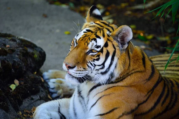 Tiro Close Belo Tigre Laranja Brilhante Uma Floresta — Fotografia de Stock
