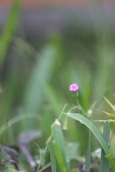 一种在花园里生长的精致的粉红色野花的选择性焦点照片 — 图库照片
