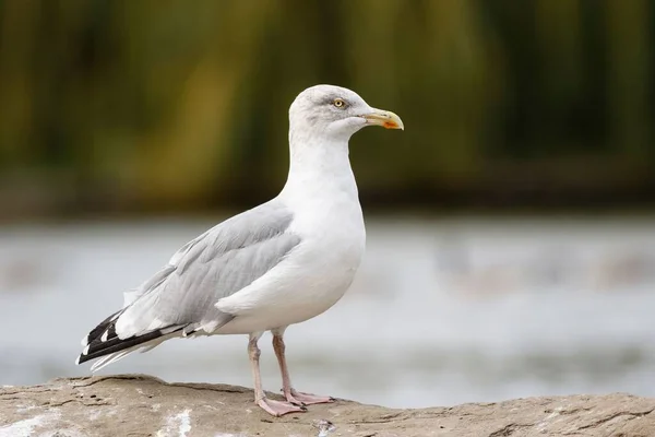 Uma Bela Vista Herring Gull Com Fundo Borrado — Fotografia de Stock