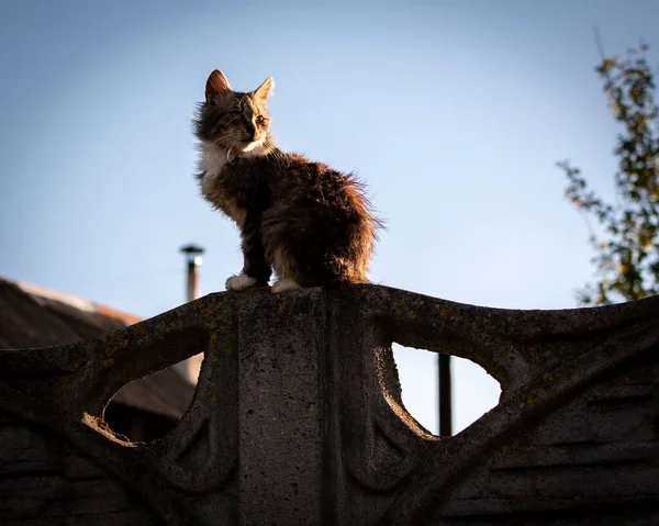 Długowłosy Kot Laperm Siedzi Moście Niebieskim Niebem Tle — Zdjęcie stockowe