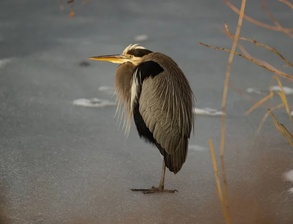 stock image A closeup great blue heron, Ardea herodias wading bird standing on a frozen lake, ice in winter