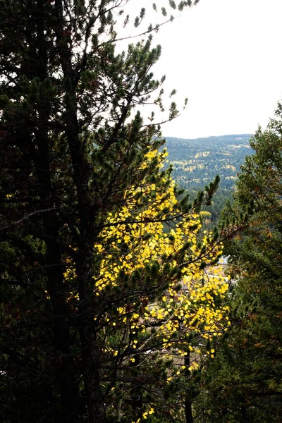 Pionowe Ujęcie Żółtego Drzewa Aspen Podglądającego Przez Sosnę — Zdjęcie stockowe