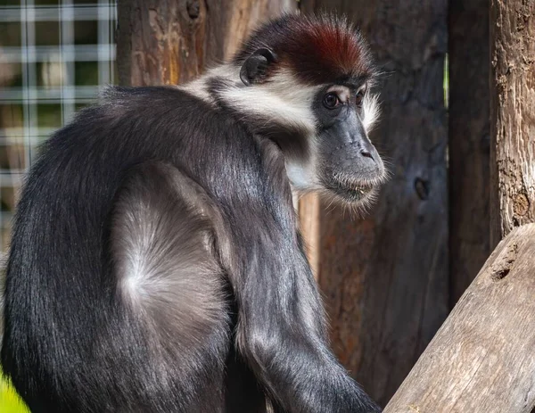 Collared Mangabey Monkey Zoo — Stock Photo, Image