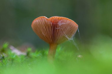 Kahverengi Birch sütlü mantarının izole edilmiş arka planda makro görüntüsü.