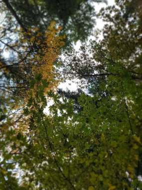 Güneş doğarken büyük yeşil ağaçların güzel dallarının görüntüsü