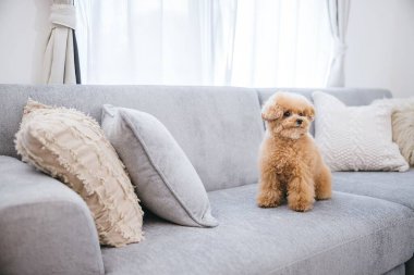 Gri bir kanepede oturan sevimli pofuduk bir kaniş.