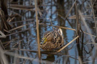 Sazlıklarla gölde yüzen bir yaban ördeğinin güzel manzarası