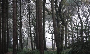 Birmingham, İngiltere 'deki Sutton Park' taki yapraksız ağaçların manzarası.