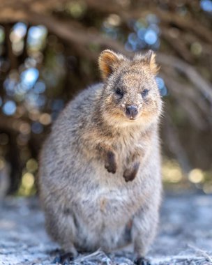 Güneşli bir günde tüylü bir Quokka 'nın dikey yakın çekimi.