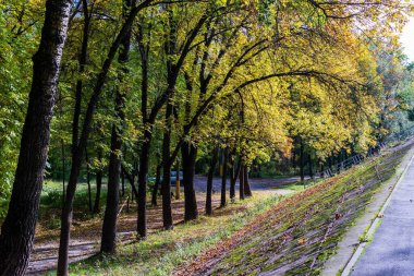 Gomel 'deki bir parkta parlak yeşil ağaçların yakın çekimi.