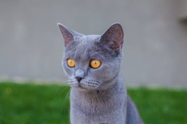 Bahçede sarı gözlü gri bir kedinin güzel manzarası