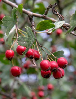 Sonbaharda büyüyen Kızıl Şahin (Crataegus) üzümlerine yakın çekim