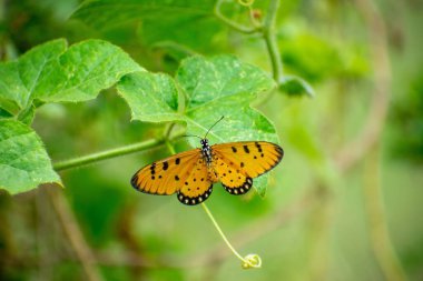Kral kelebeği veya sadece kral kelebeği (Danaus plexippus)