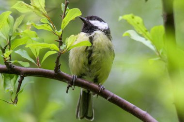 A closeup shot of a tit bird settled on a branch during daytime with a blurry background