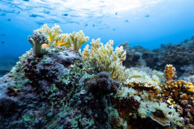 Açık deniz suyundaki renkli mercanların yakın plan çekimi.