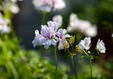 Güneşin altında güzel Pelargonium peltatum çiçeklerinin yakın çekimi