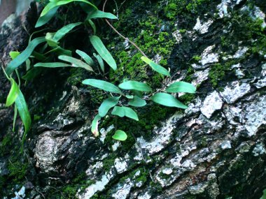 Ağaç gövdesinde büyüyen çimlerin yakın çekim görüntüsü