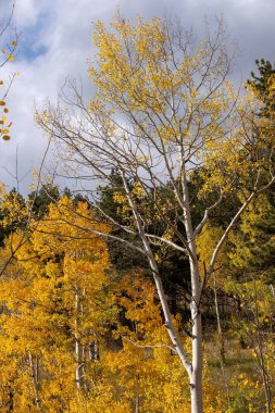 Sonbahar ormanındaki Sarı Aspen ağaçlarının dikey görüntüsü.