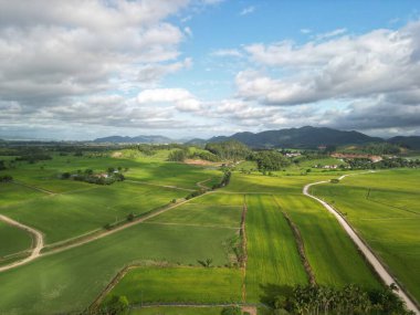 Kırsal kesimdeki tarım arazilerindeki yeşil pirinç tarlalarının havadan görünüşü