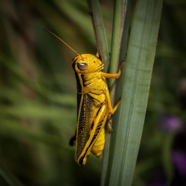 Bahçede güneşli bir günde yeşil bir çiçek sapında yeşil bir Grasshopper 'ın makro çekimi.