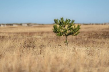 Thatcher Park Sahili 'nin sonbahar fotoğrafları Yarmouth, Cape Cod, Massachusetts MA, ABD.