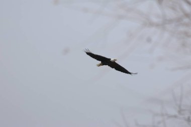 Kel bir kartal, uçuş sırasında Haliaeetus leucocephalus..