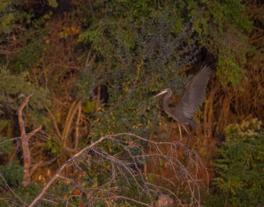Sonbahar ormanına doğru uçan mavi bir balıkçılın yakın çekimi.