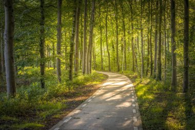 Manzaralı bir park yolu, asfalt yolu, uzun gövdeli yoğun ağaçların arasından geçiyor.