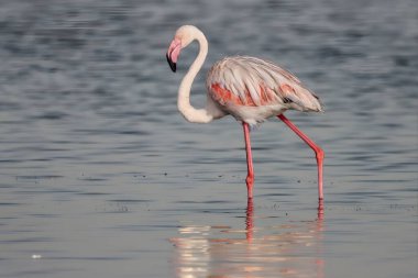Gölde seçici bir flamingo.