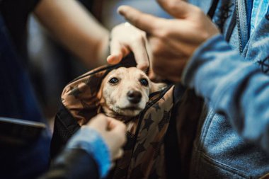 Bulanık bir geçmişi olan bir çantanın içinde daksund tutan insanların seçici odak noktası.