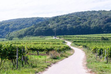 Avusturya, Perchtoldsdorf 'ta üzüm bağı olan güzel bir manzara.
