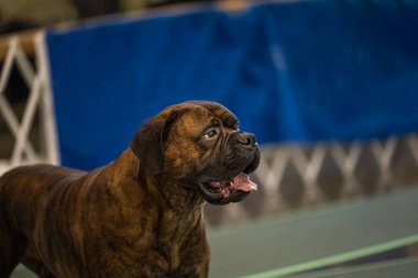 Renkli bir boğa güreşçisinin gösteri ringinde güzel bir manzarası.